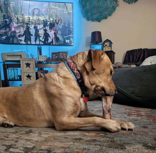 Customer's large dog lying on a living room rug, chewing a Large Smoked Marrow Bone from the treat bundle.