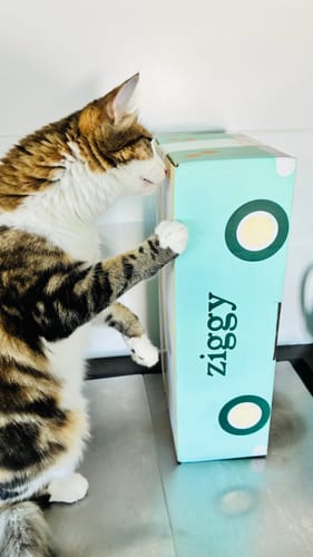 Le chat d'un client câline sa boîte de Croquettes Chat Stérilisé, posant sa patte dessus.