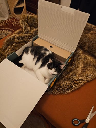 Le chat noir et blanc d'un client est assis dans la boîte de livraison de la Pâtée Chat Stérilisé.