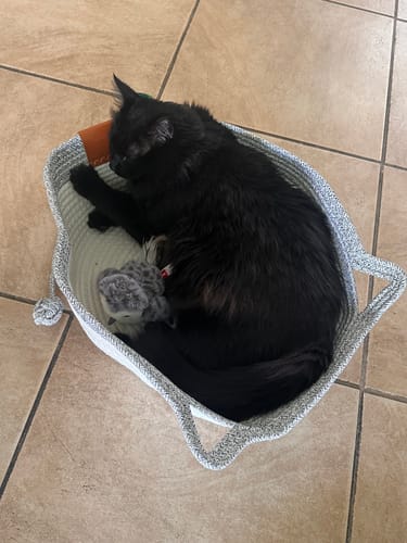 Customer photo review of Instinct Basket | Meet the first research-backed natural territory for indoor cats