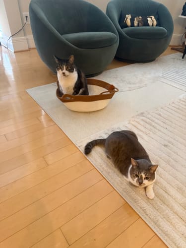 Customer photo review of Instinct Basket | Meet the first research-backed natural territory for indoor cats