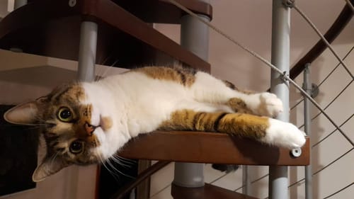 Le chat tigré et blanc d'un client se repose sur un escalier en colimaçon, regardant l'objectif.