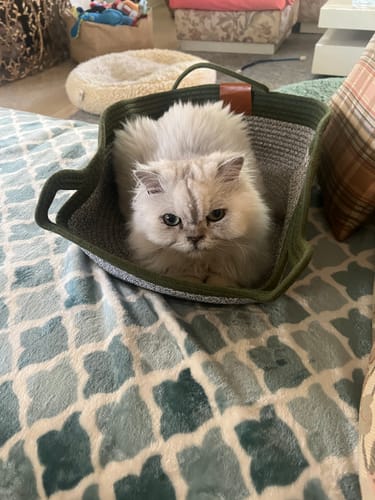Customer photo review of Instinct Basket | Meet the first research-backed natural territory for indoor cats