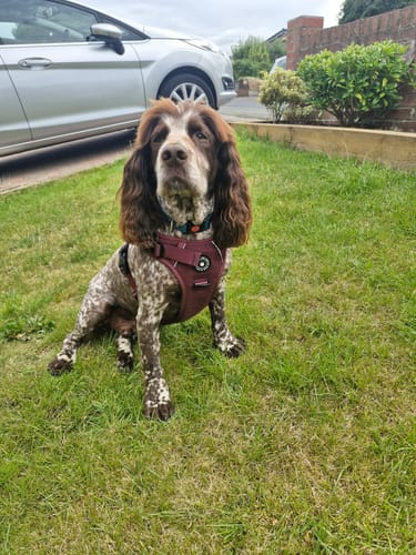Customer's brown and white spaniel sitting on a lawn wearing the Mulberry Tweed Trail & Glow Dog Harness.