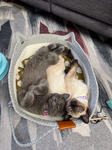 Customer photo review of Instinct Basket | Meet the first research-backed natural territory for indoor cats