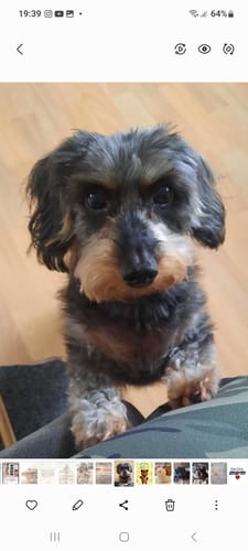 Customer photo review of PeppiPaste - Darmpower | Natürliche Darmpflege für Hunde | 220g
