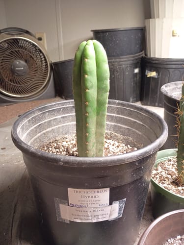 Customer photo review of Trichocereus Hybrids | Exact Hybrid Crosses