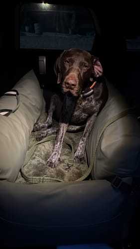 A customer's brown speckled dog sitting upright and looking at the camera from inside the green Dog Dock V2 in a dark car.
