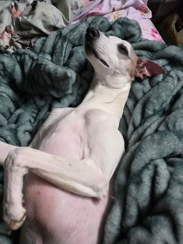 A reviewer's whippet dog rests comfortably on the plush, jade Hugs Blanket.