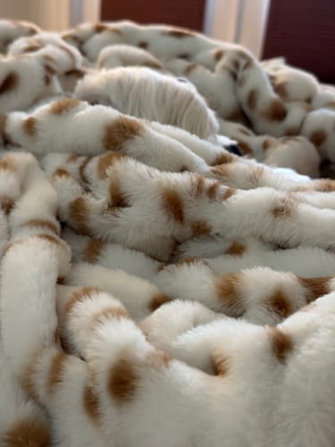 Close-up of a customer's small dog peeking out from under a soft Hugs Spotted Fawn Blanket.