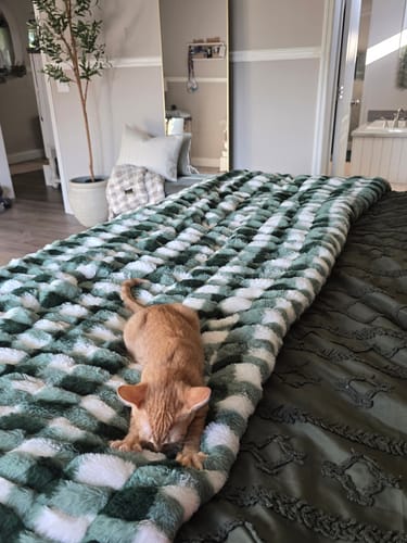 Customer's plush Hugs Gingham Evergreen Blanket on a bed with a small orange cat kneading it.