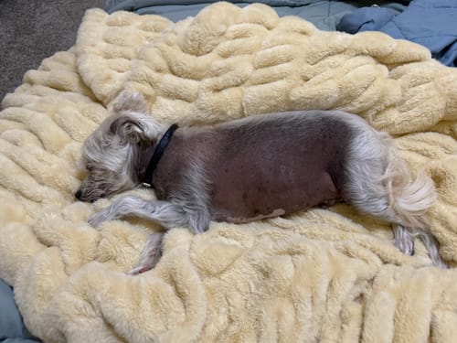 Reviewer's dog sleeping soundly on the soft, yellow Hugs Honey Butter Blanket.