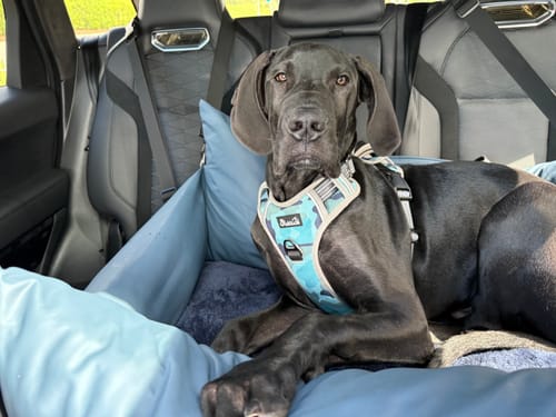 Customer's large Great Dane sitting comfortably and securely in the blue Dog Dock inside a car.
