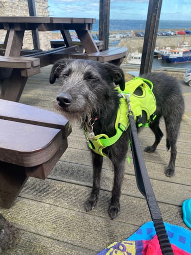 Customer photo review of Escape proof Harness (3 Strap)