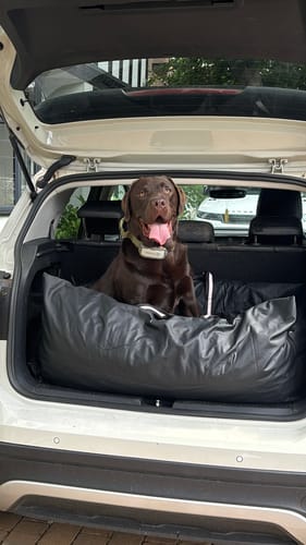 Customer's happy chocolate lab sitting comfortably in the black Dog Dock V2 placed in the trunk of a car.
