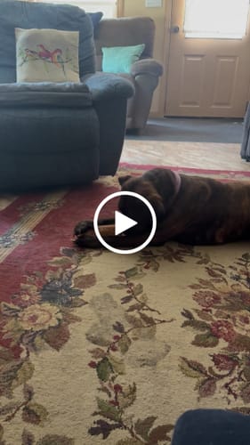 Customer video review of Smoked Beef Marrow Bone