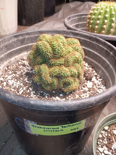 Customer photo review of Trichocereus Pachanoi Cristata | Crested San Pedro Cactus