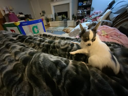Customer's puppy sitting on the plush Hugs Marble Onyx Blanket on a couch.