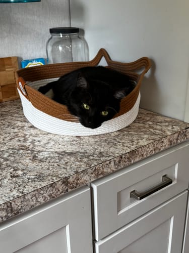 Customer photo review of Instinct Basket | Meet the first research-backed natural territory for indoor cats