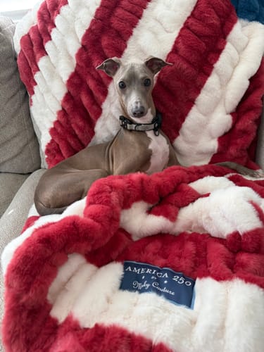 Customer's dog sits on the plush Hugs Flag Blanket, showing the red and white stripes and the America 250 label.