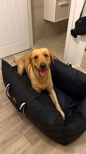Customer's large Labrador fitting perfectly in the black Dog Dock V2.