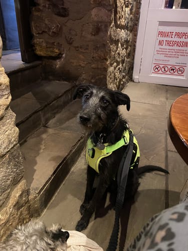 Customer photo review of DryDogs 6-in-1 Multifunction Dog Lead with Bungee