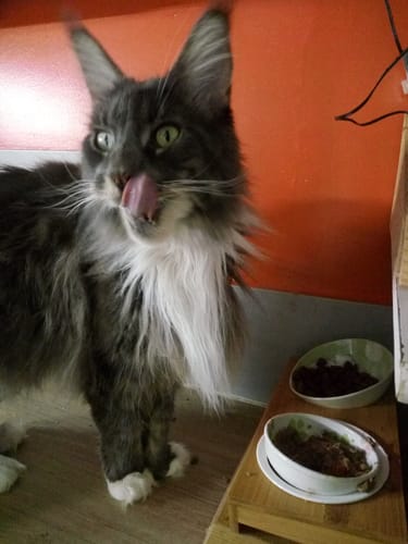Le chat gris et blanc d'un client se lèche les babines à côté de sa gamelle de Pâtée au Poulet.