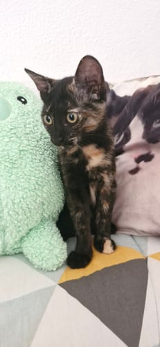 Avis d'un client : son chaton écaille de tortue au magnifique pelage, nourri avec la Pâtée Chaton.