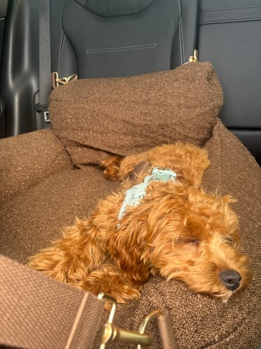 Customer photo review of Chocolate | The Bouclé Car Seat
