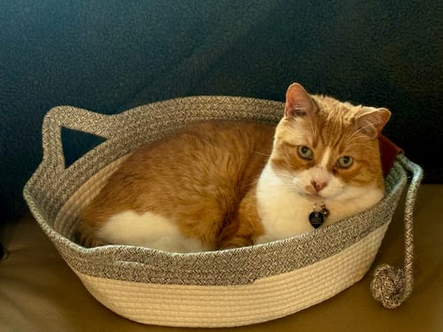 Customer photo review of Instinct Basket | Meet the first research-backed natural territory for indoor cats