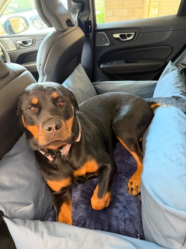 Customer's large Rottweiler resting comfortably in the XL Dog Dock in a car's back seat.