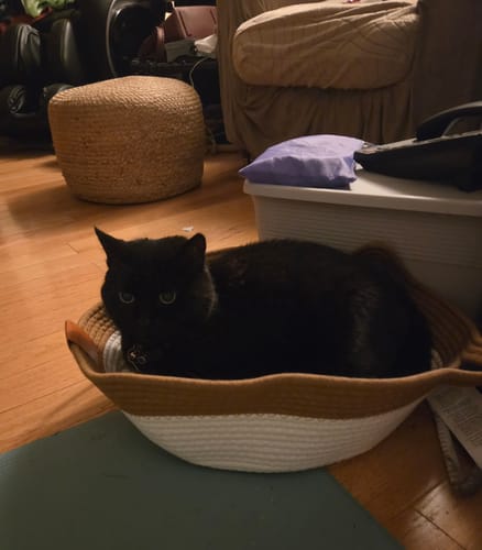Customer photo review of Instinct Basket | Meet the first research-backed natural territory for indoor cats