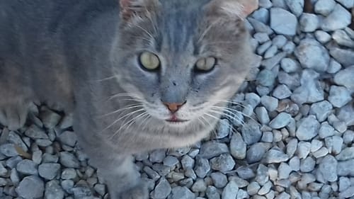 Le chat tigré gris d'un client qui apprécie la Pâtée Chat Senior, regardant la caméra.