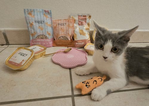 Un client montre son chaton gris et blanc à côté du tapis anti-glouton rose et d'autres produits alimentaires.