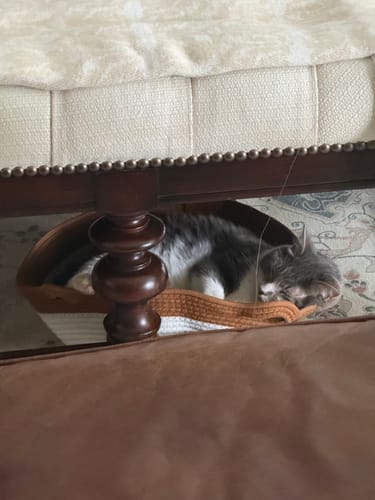 Customer photo review of Instinct Basket | Meet the first research-backed natural territory for indoor cats