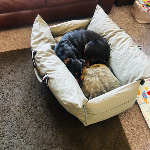 Customer's large black dog curled up comfortably in the light-colored Dog Dock V2 on a living room floor.