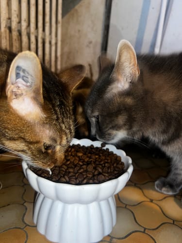 Deux chats d'un client mangent des Croquettes - Saumon dans une gamelle blanche surélevée.