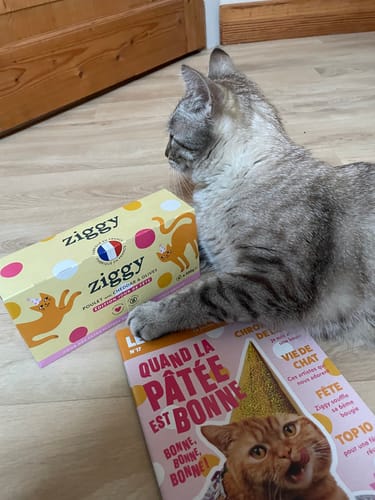 Avis d'un client : un chat tigré gris allongé sur le sol à côté d'une boîte de Pâtée Jour de Fête.