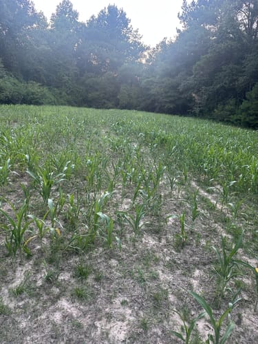 Customer's food plot showing young, green plants growing from the Summer Bulk seed mix.