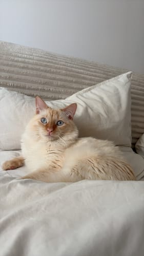 Client montrant Harry, son magnifique chat crème aux yeux bleus, après avoir essayé le Coffret Découverte Chaton.
