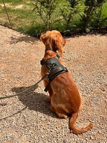 Customer's cocker spaniel from behind, wearing the Trail & Glow Tweed Dog Harness on a gravel path.