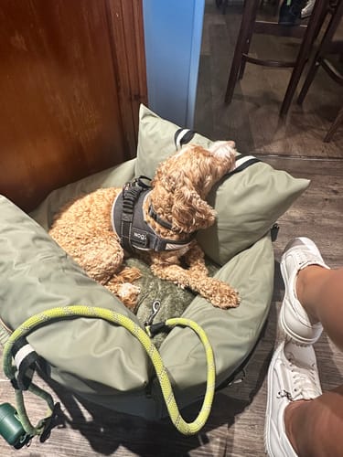 A customer's dog rests comfortably in their sage green Dog Dock V2, which they use as a travel bed.