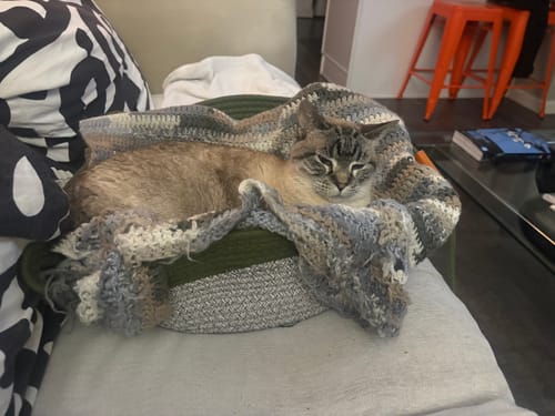 Customer photo review of Instinct Basket | Meet the first research-backed natural territory for indoor cats