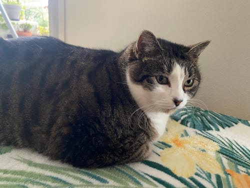 Le chat tigré et blanc d'un client, qui a l'air en bonne santé, couché sur une couverture à motifs.