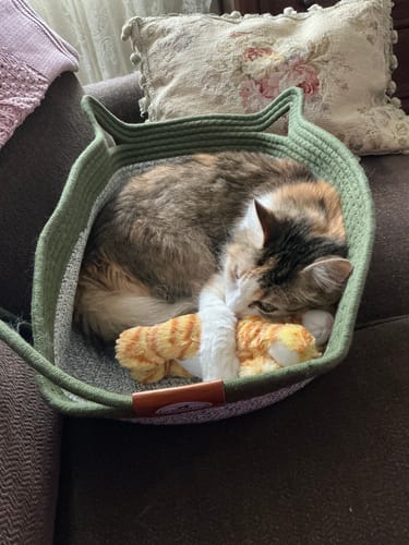 Customer photo review of Instinct Basket | Meet the first research-backed natural territory for indoor cats
