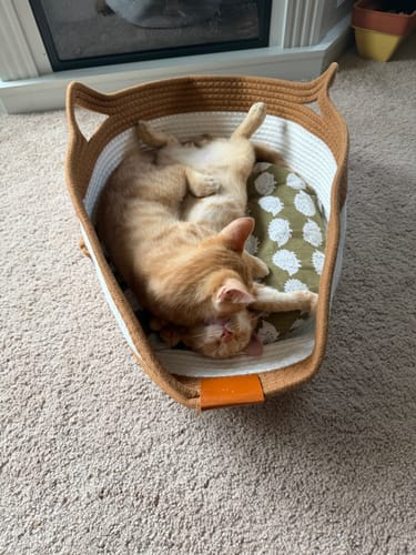 Customer photo review of Instinct Basket | Meet the first research-backed natural territory for indoor cats