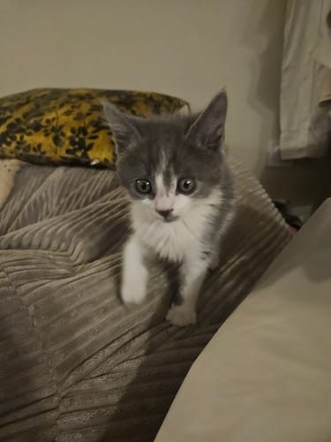 Le jeune chaton gris et blanc d'un client, nourri avec la Pâtée Chaton Sans Céréales.