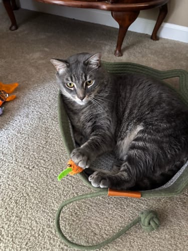 Customer photo review of Instinct Basket | Meet the first research-backed natural territory for indoor cats