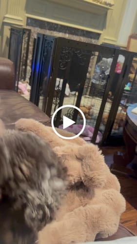 Customer video review of Milk Chocolate Pet Blanket