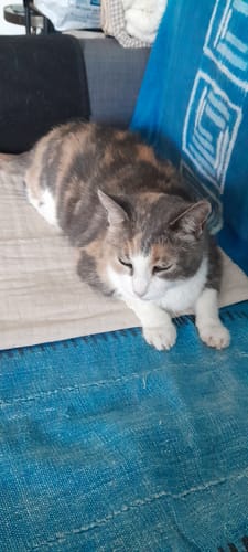 La chatte du client, Choupette, se repose tranquillement sur un canapé après avoir mangé sa Pâtée Chat Adulte Urinaire.